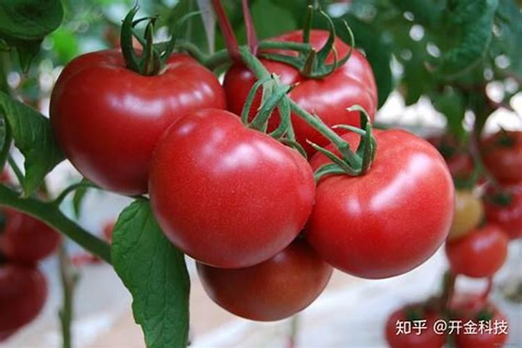 火龙果开花要施什么肥