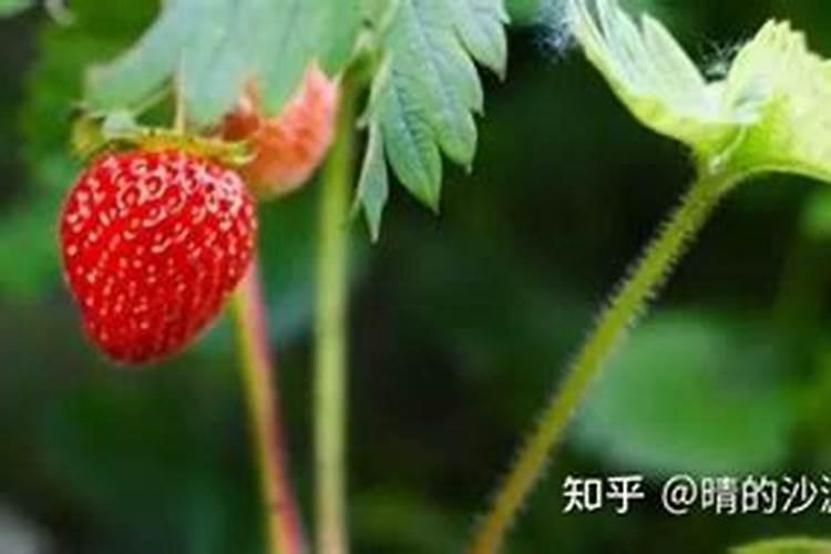 草莓初花期冲什么肥
