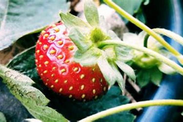 桂花树施什么肥好