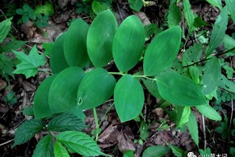 水溶肥那一个厂的好