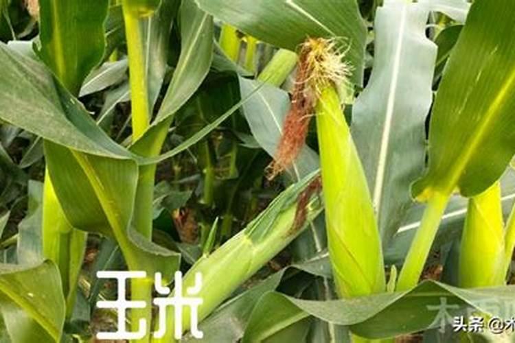 打了玉米控旺要10天可以打叶面肥吗？