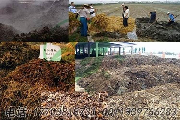 油桐树树叶可以沤肥种蔬菜吗？