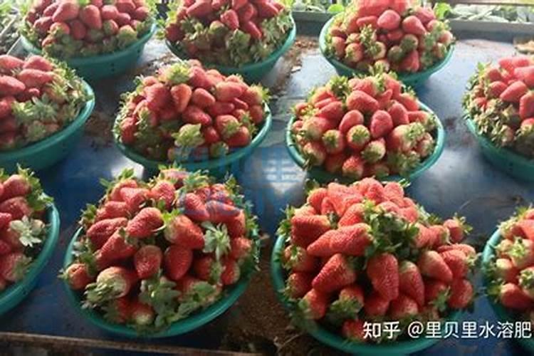 草莓旺长怎么办？用什么水溶肥好？