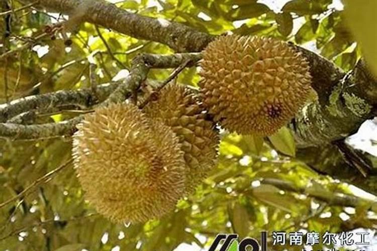 榴莲长了黑色的毛是什么情况啊？该怎么办啊？