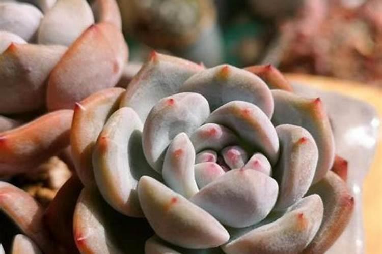 盆栽多肉植物施什么肥 该如何施肥