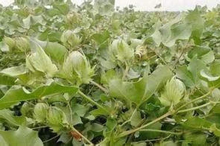 中国化肥50强企业