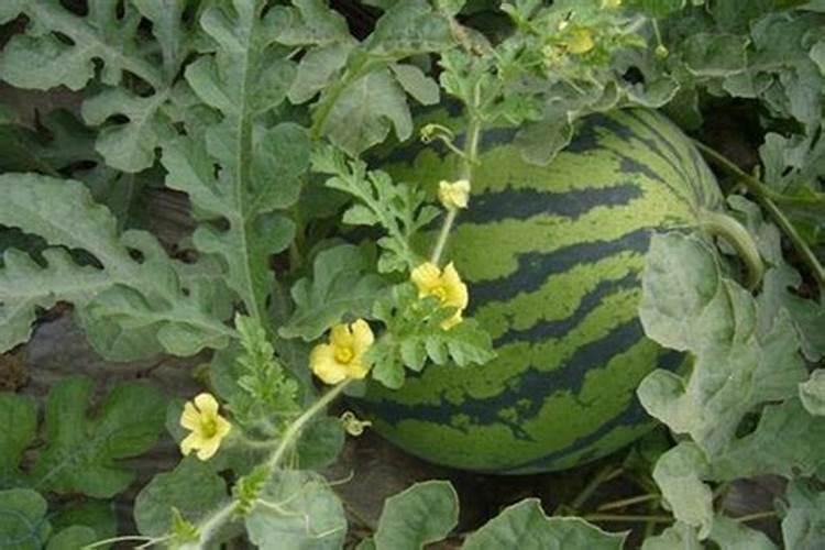 三角梅什么时候施肥,春夏初期施肥最适宜(施后浇水)