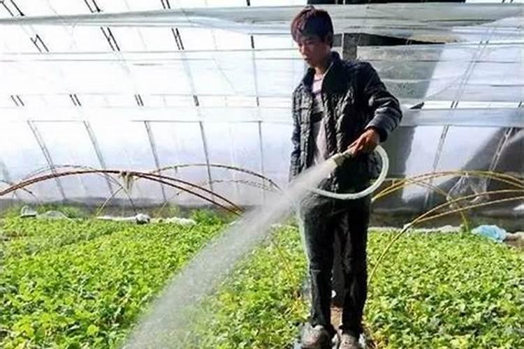 草莓根腐病能治好吗