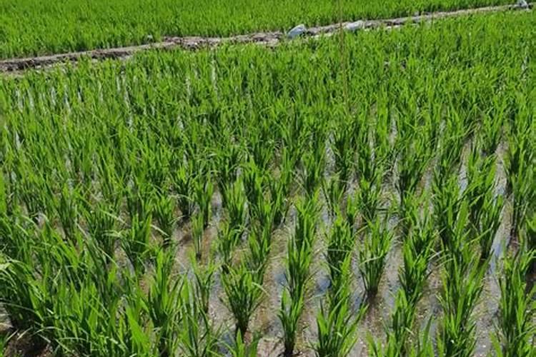 怎么种植水稻产量高 什么时候施钾肥效果好
