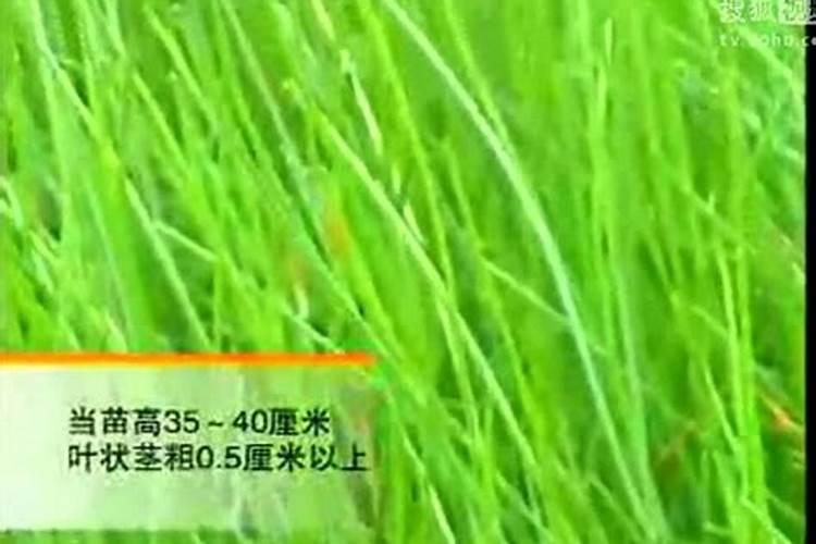 荸荠栽培技术