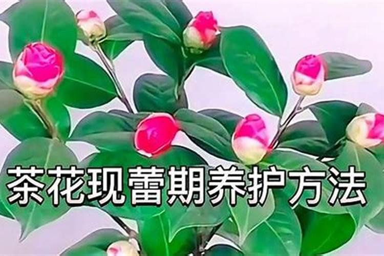 茶花开花后怎么修剪