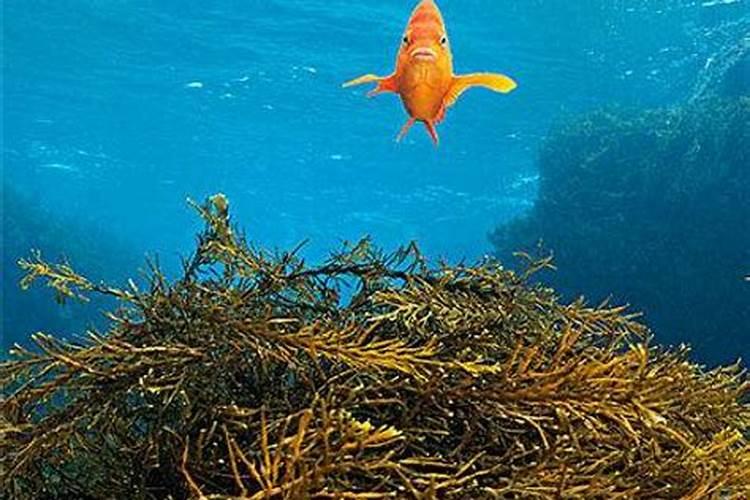 青岛浒苔成灾,覆盖总面积达到多少？