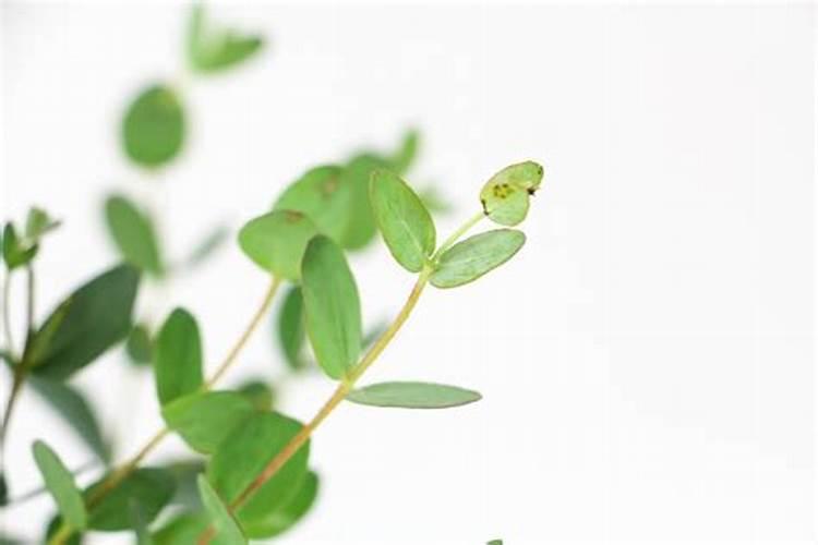 蓝妖:苹果桉尤加利怎么养？掌握这5点核心,简单好养