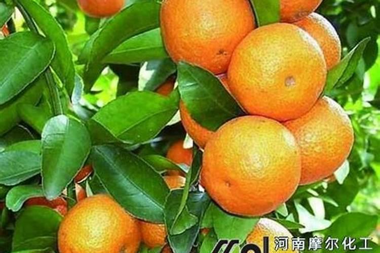 沙糖桔应该几月份施钾肥 如何做好种植管理