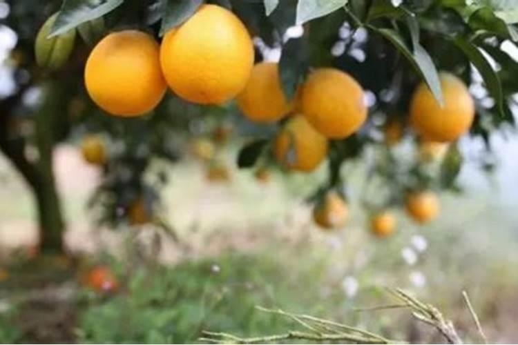 刚种下的橙子树什么时候放肥料