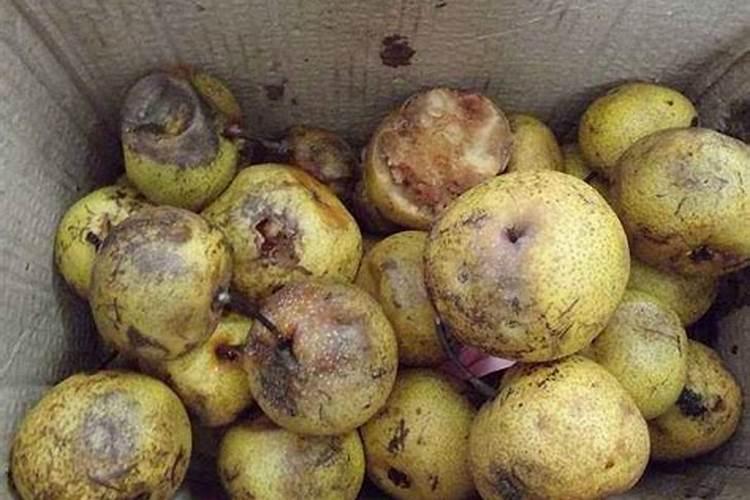 栀子花花肥用什么合适 肥料制作与使用方法