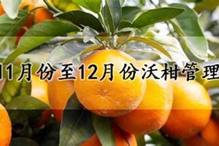 沃柑十一月份怎样管理