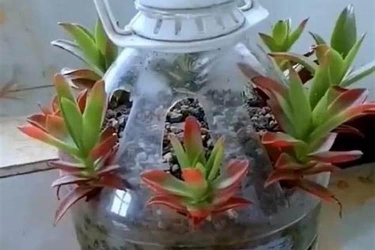 花盆里种植韭菜用尿素还是复合肥