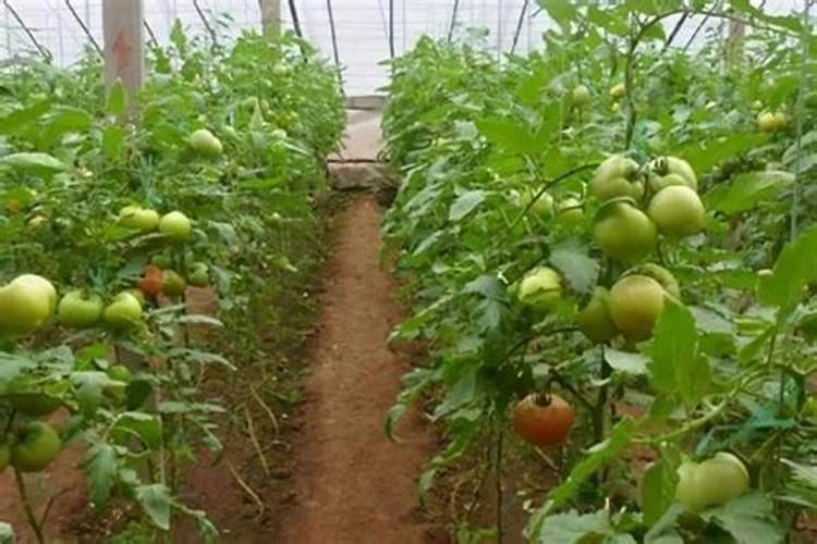 茶叶用什么肥料最好