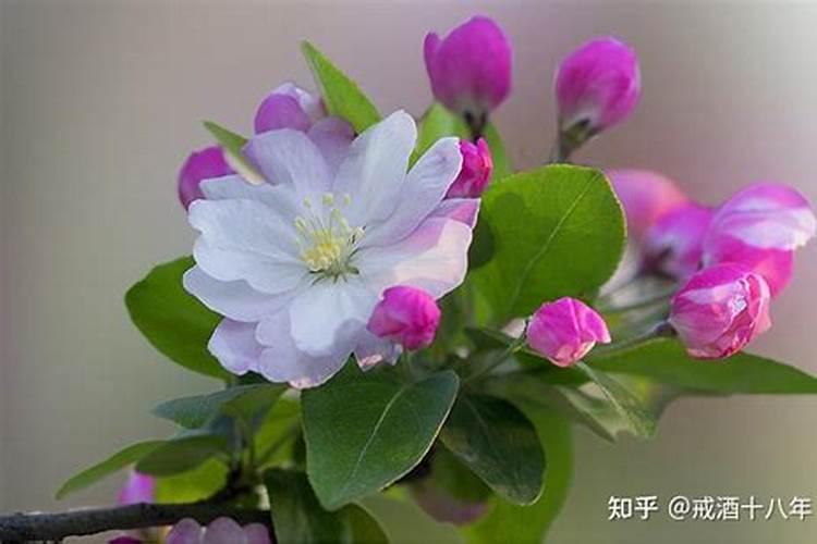 海棠花多久浇施肥 海棠花的浇水与肥料管理