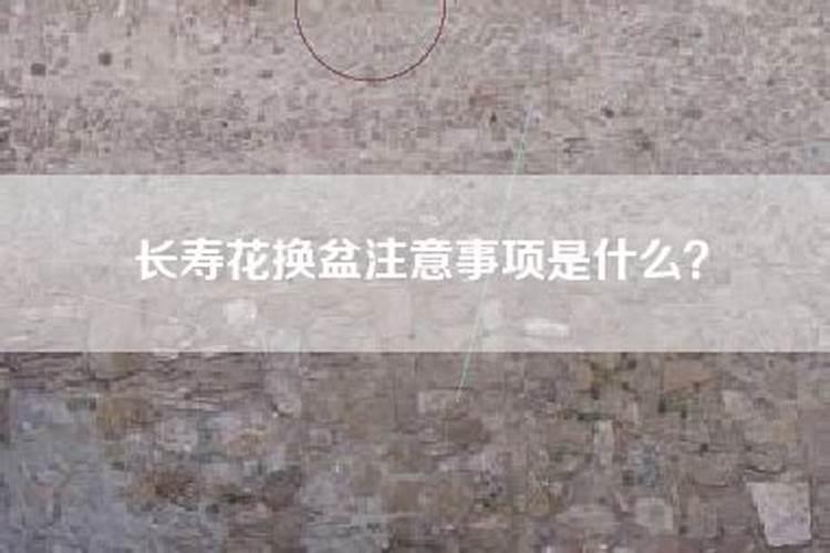 长寿花怎么换盆