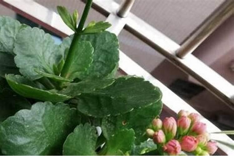 长寿花怎么换土 换土换盆时间和方法
