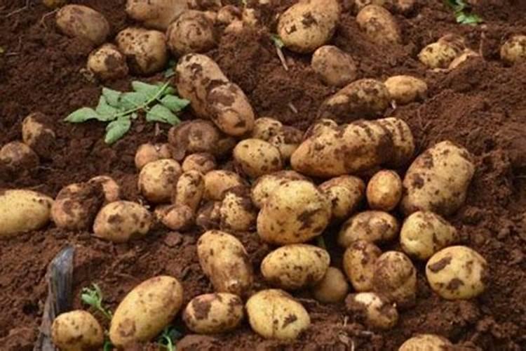 土豆开花后施什么肥料能提高产量