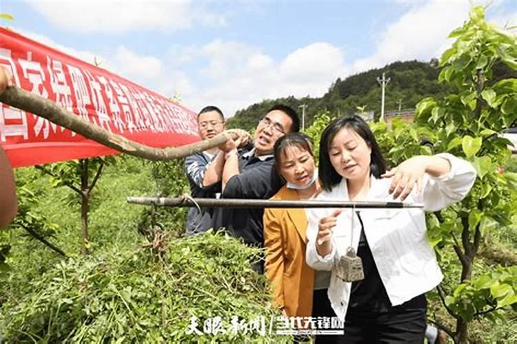 沃柑冬季施肥时间 施什么肥最好