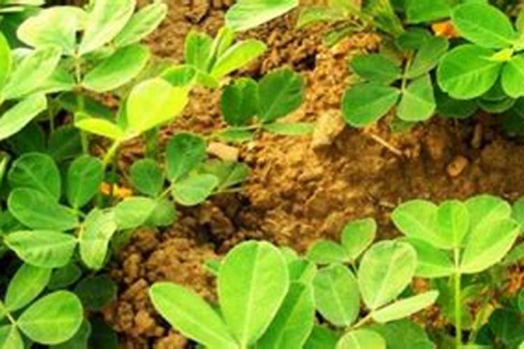 花生开花期施什么肥料