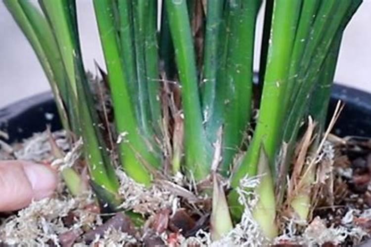 兰花施肥方法