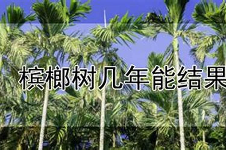 槟榔结果多施肥方法