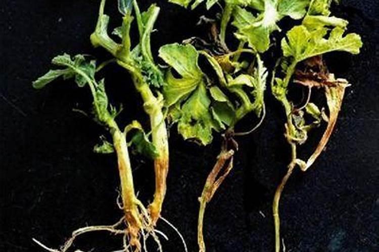 西瓜移栽后缓苗浇涝了,现在西瓜苗由青退黄不生新根该怎样解决？西瓜苗移 ...