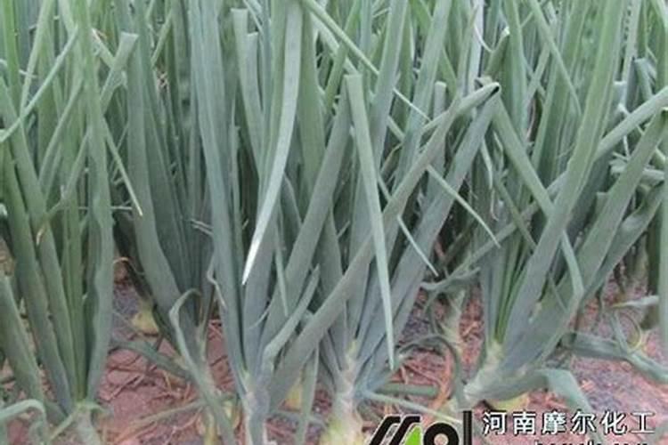 洋葱喜欢什么肥料