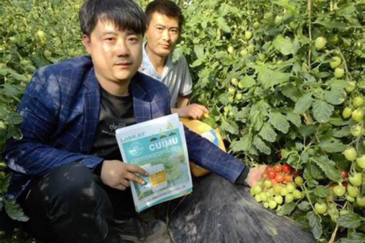 水溶肥价格多少钱一吨 如何选购优质的水溶肥料
