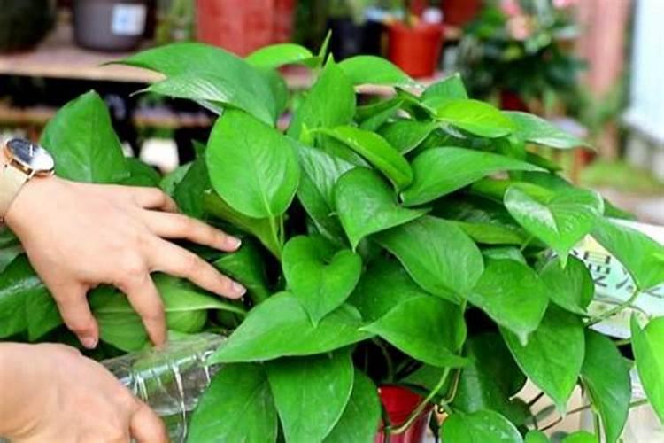 绿萝施肥方法,最好施加氮肥为主的肥料