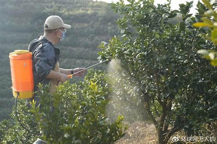 关于脐橙气温低能喷叶面肥冯？