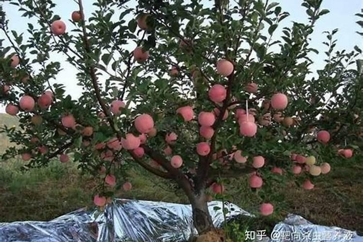 硫酸钾和纯硫酸钾区别