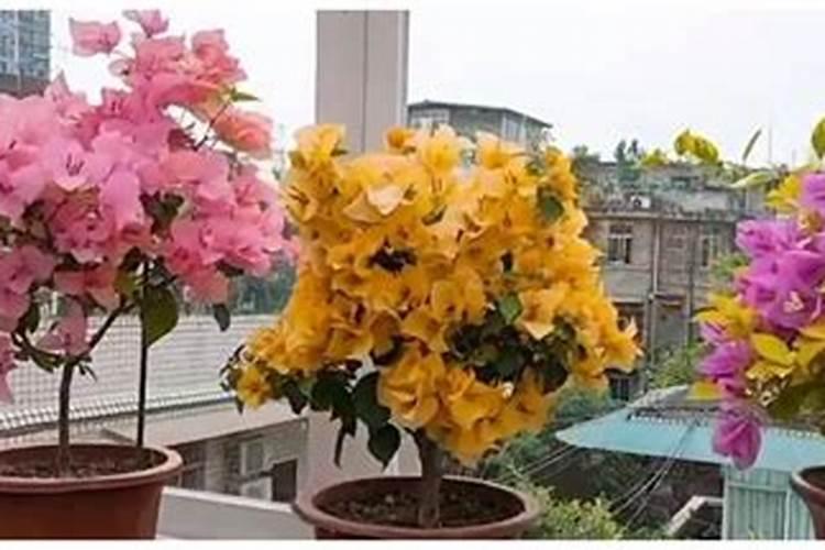 三角梅怎么缓苗 缓苗时间与方法