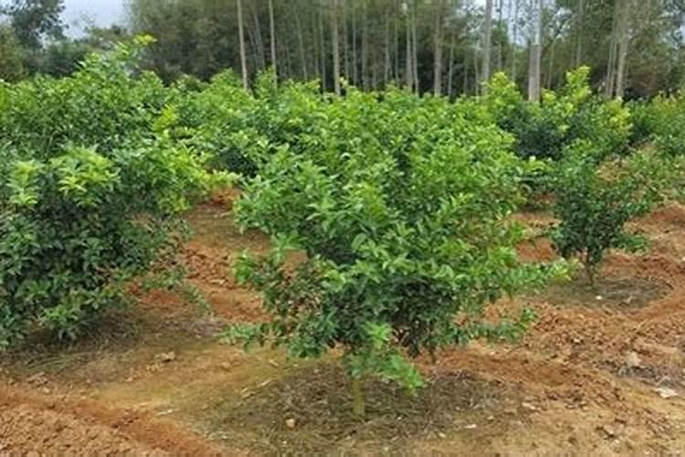果树开花时需要施什么肥料