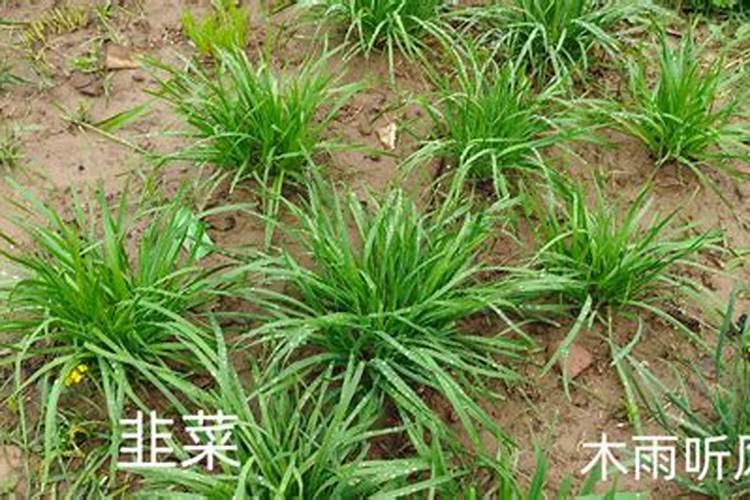 尿素和复合肥溶水混合施可以吗