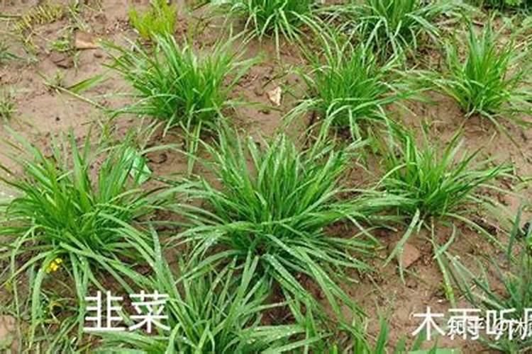 硫酸钾与尿素能同时冲施吗？