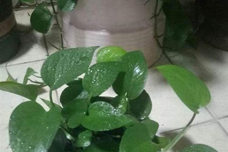 绿萝能施磷肥复合肥和尿素吗