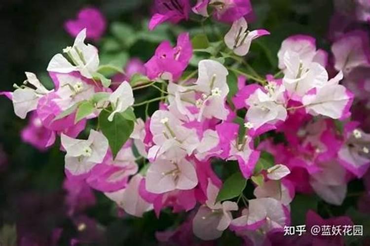 三角梅各个时期的施肥方法