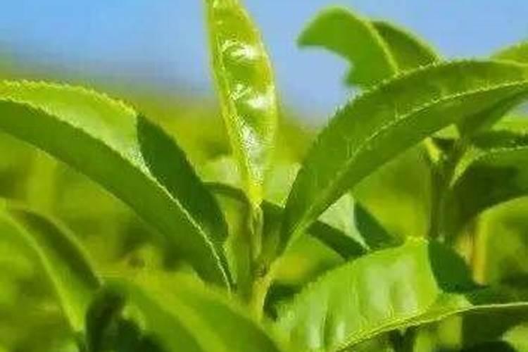 现在沙糖桔果子小要放什么肥？怎样施肥