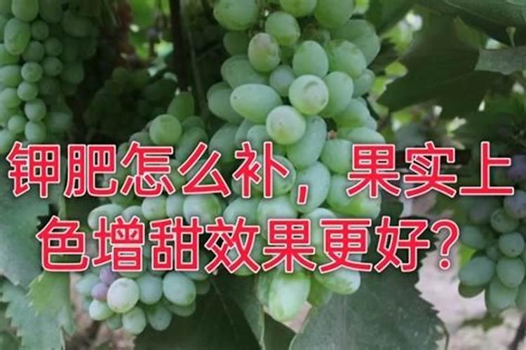 葡萄转色期用高磷肥能行不葡萄上色期用什么肥料好