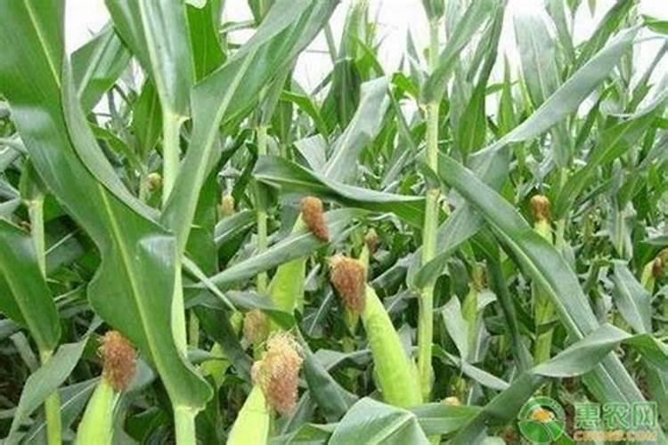 玉米钾肥的正确使用方法