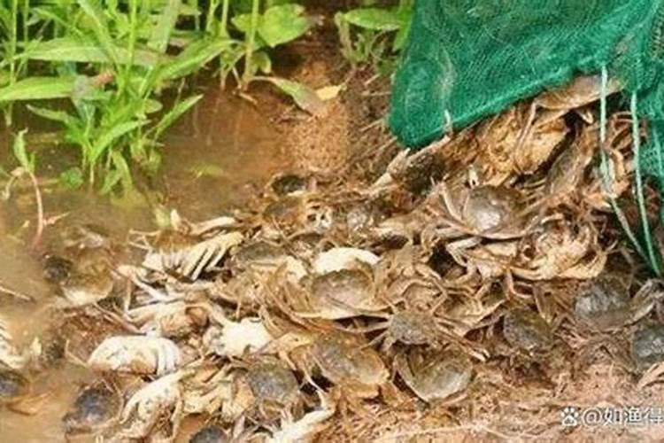 河蟹养殖怎么样用化肥肥水