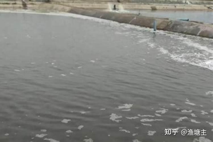蟹池有青苔怎么办 蟹池有青苔怎么处理