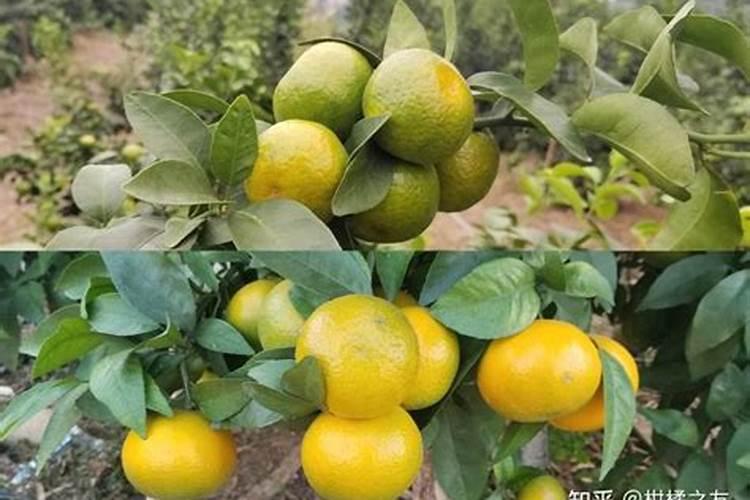 氨基酸叶面肥果树涂杆枝术怎么操作？