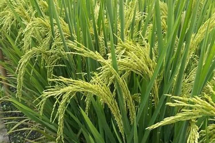 盐碱地水稻怎样施用氮肥？